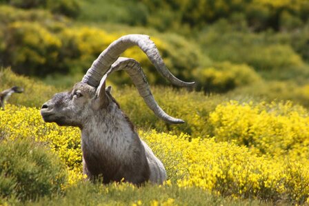 Gredos Ibex Spanje