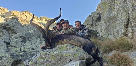 Gredos Ibex Spanje