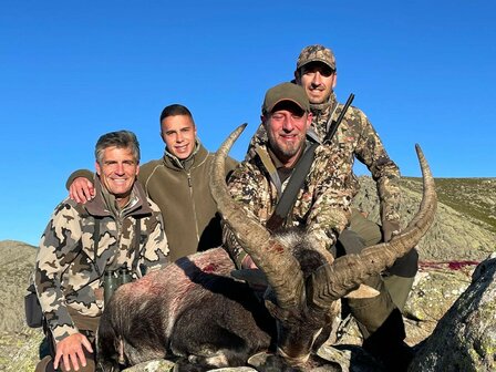 Gredos Ibex l&#039;Espagne