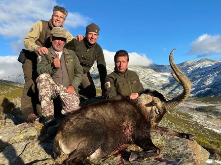 Gredos Ibex l&#039;Espagne