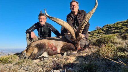 Beceite Ibex l&#039;Espagne