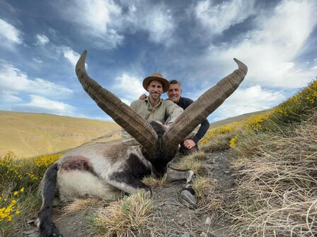 Sierra Nevada Ibex l&#039;Espagne