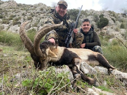 Sierra Nevada Ibex Spanien