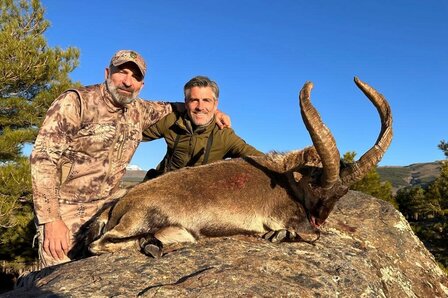 Sierra Nevada Ibex l&#039;Espagne