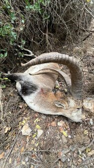 Sierra Nevada Ibex l&#039;Espagne