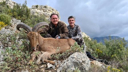 Barbary Sheep Spain