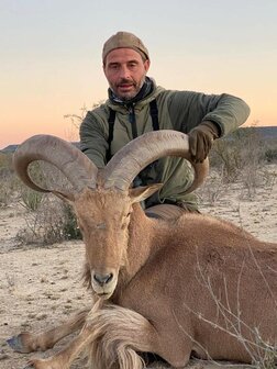 Barbary Sheep Spain