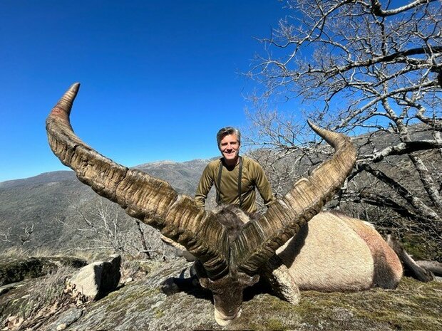 Gredos Ibex Hiszpania