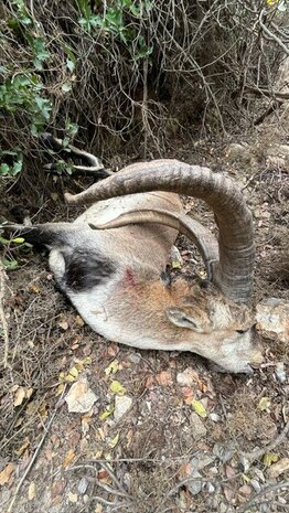 Sierra Nevada Ibex Hiszpania