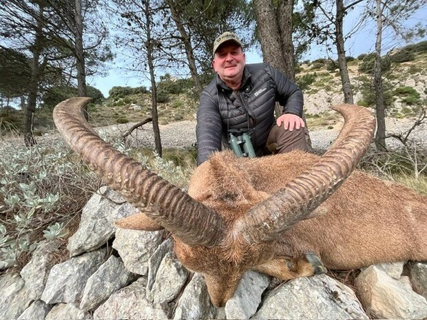 Barbary Sheep Spain