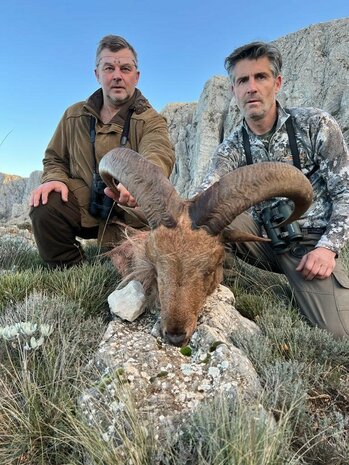 Barbary Sheep Spain