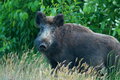 Wild-boar