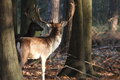 fallow-deer