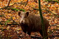 Wild-Boar