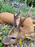 Roe-buck-hunting-Poland-|-Package-1