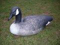 Featherlites-Fusion-Series-Canada-Goose-(6-stuks)-Gans